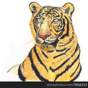 The original drawing of Tiger on white paper