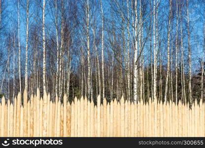 The original fence of pointed logs on the background of birch forest on a Sunny day.