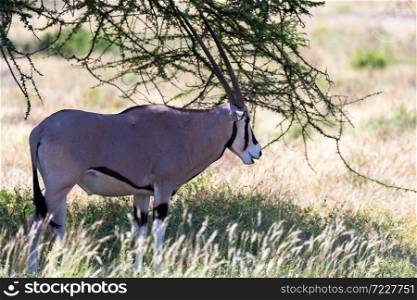 The Oryx family stands in the pasture surrounded by green grass and shrubs. An Oryx family stands in the pasture surrounded by green grass and shrubs