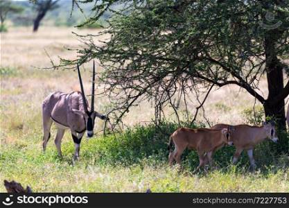 The Oryx family stands in the pasture surrounded by green grass and shrubs. An Oryx family stands in the pasture surrounded by green grass and shrubs