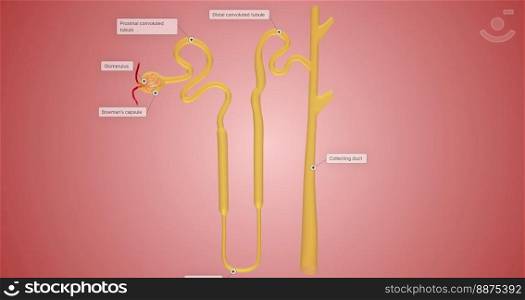 The Overview of Nephron Function 3D rendering. The Overview of Nephron Function