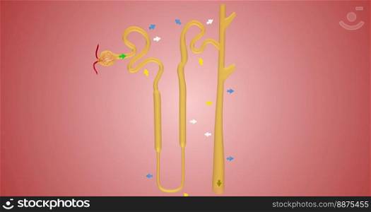 The Overview of Nephron Function 3D rendering. The Overview of Nephron Function