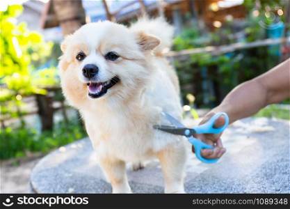 The owner of a brown Chihuahua dog is cutting his dog&rsquo;s hair.