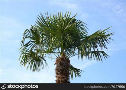 The palm-frond of a coconut tree, with blue sky Die palmwedel einer Kokospalme,mit blauem Himmel