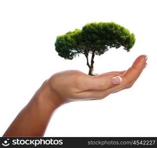 The palms and tree - a symbol of environmental protection