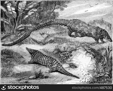 The pangolins, vintage engraved illustration. Magasin Pittoresque 1836.