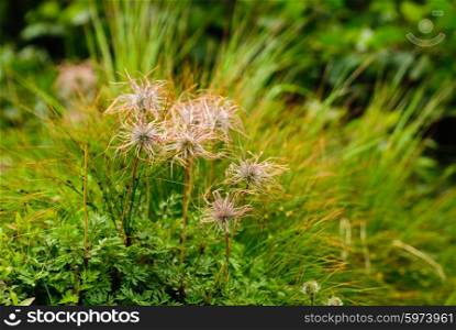 The pasque-flower on the mountain meadow after blossom. The pasque flower