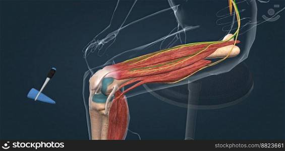 The patellar reflex is a reflex that causes the quadriceps muscle to contract when the patellar tendon is stretched 3D illustration. The patellar reflex is a reflex that causes the quadriceps muscle to contract when the patellar tendon is stretched.