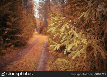 The path in the autumn forest