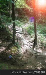 The path in the Carpathian Forest Reserve