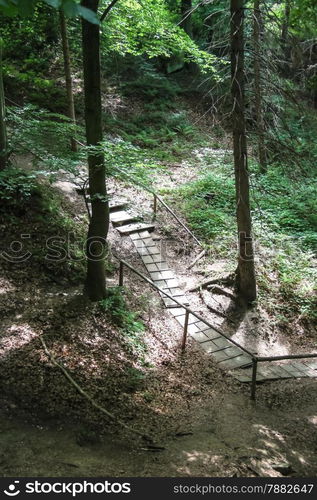 The path in the Carpathian Forest Reserve