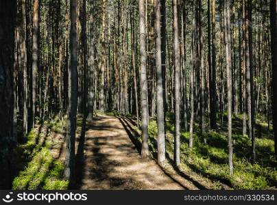 The path in the forest among mast trees with contrasting shadows.. Path in coniferous forest