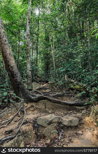 The path in the tropical jungles of South East Asia