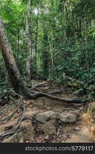 The path in the tropical jungles of South East Asia