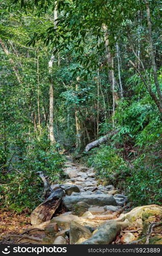 The path in the tropical jungles of South East Asia
