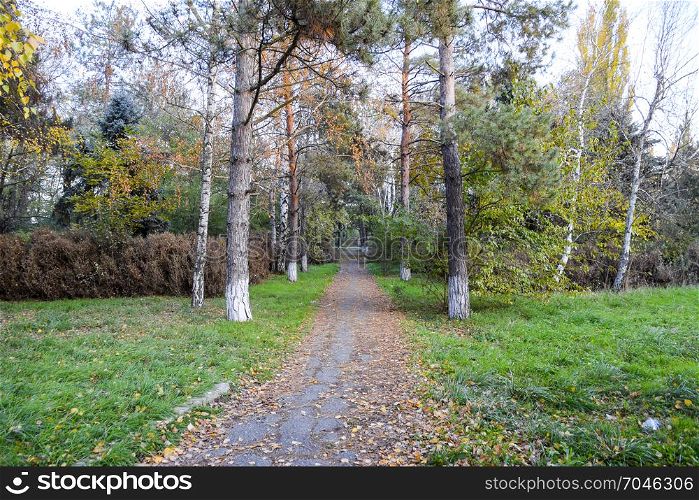 The path strewn with autumn yellow leaves of trees. Autumn alley.. The path strewn with autumn yellow leaves of trees. Autumn alley