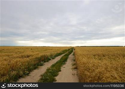 The path through the wheat field. Beautiful rural landscape. The path through the wheat field. Beautiful rural landscape.