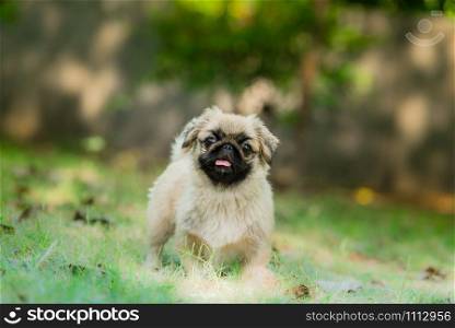 The Pekingese is an ancient breed of toy dog, originating in China standing in isolated green background