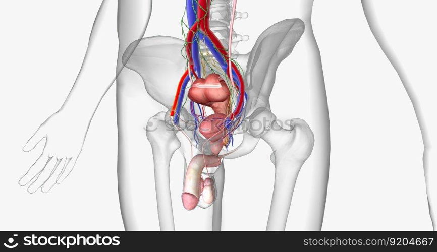 The pelvis is the most inferior region of the trunk. 3D rendering. The pelvis is the most inferior region of the trunk.