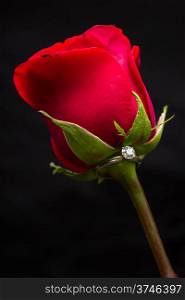 The perfect Valentine&rsquo;s Day gift, an engagement ring on a red rose