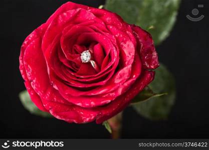 The perfect Valentine&rsquo;s Day gift, an engagement ring on a red rose