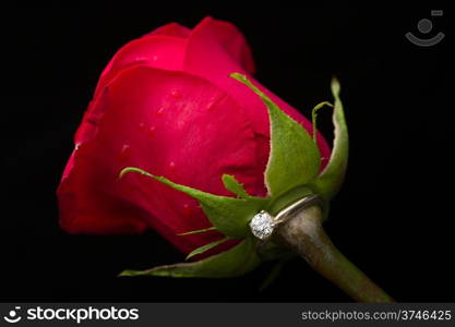 The perfect Valentine&rsquo;s Day gift, an engagement ring on a red rose