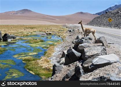 The photo was taken on the road through the Andes near Paso Jama, Chile-Argentina-Bolivia.&#xA;Vicuna (Vicugna vicugna) or vicugna is wild South American camelid, which live in the high alpine areas of the Andes. It is a relative of the llama. It is understood that the Inca valued vicunas for their wool.&#xA;The vicuna is the national animal of Peru and Bolivia.