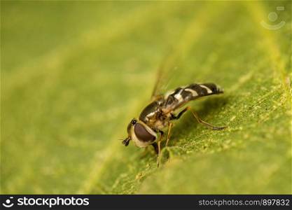 the pied hoverfly in a macro