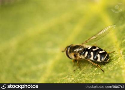 the pied hoverfly in a macro