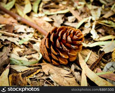 The pine cone with autumn color; lraves, branches and ground