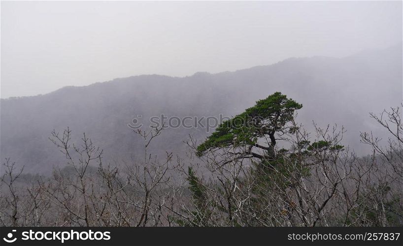 The pine tree in the snowstorm. Seoraksan National Park, South Korea