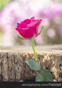 The Pink rose on the old wood has a blurry background with natural bokeh.