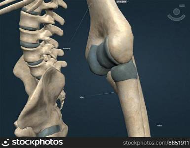 The pivot joint, also called the rotary joint or trochoid joint, is a freely movable joint  diarthrosis  in vertebrate anatomy that allows rotational motion around only one axis. 3d illustration. The pivot joint is also called the rotary joint or the trochoid joint.