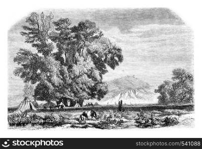 The plane tree of Godfrey cap to Bujugdere, vintage engraved illustration. Magasin Pittoresque 1857.