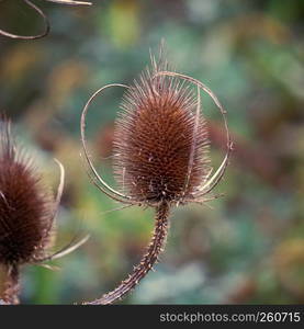 the plant in the garden