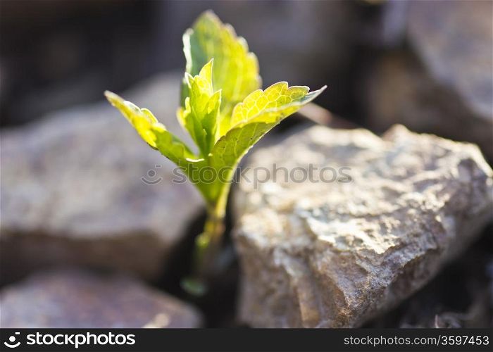 The plant makes the way through stones