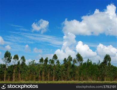 The Plantation of Eucalyptus for paper industry with blue sky
