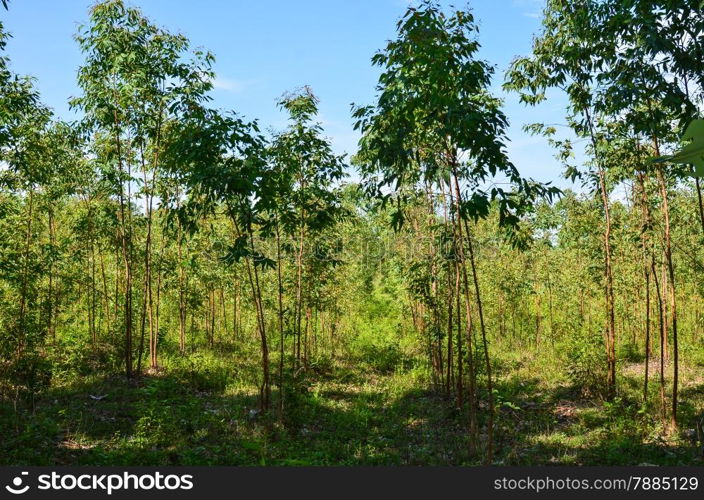 The Plantation of Eucalyptus for paper industry with blue sky