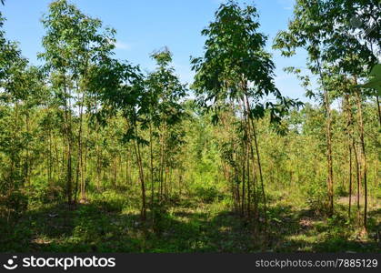 The Plantation of Eucalyptus for paper industry with blue sky