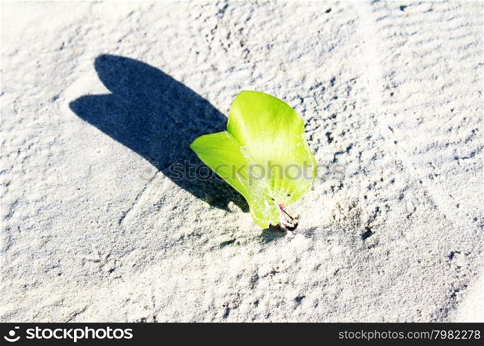 The plants growing on dry sand