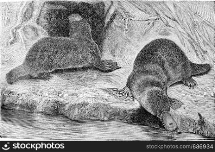 The platypus, vintage engraved illustration. From Deutch Vogel Teaching in Zoology.