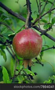 The pomegranate, Punica granatum, is a fruit-bearing deciduous shrub or small tree