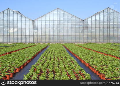 The poppy or somniferum in voorschoten is a grower plants ready to go to the centre to be transported if they on cultivation.