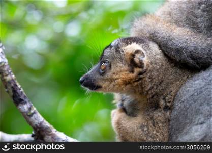 The portrait of a brown lemur in the rainforest of Madagascar. A portrait of a brown lemur in the rainforest of Madagascar