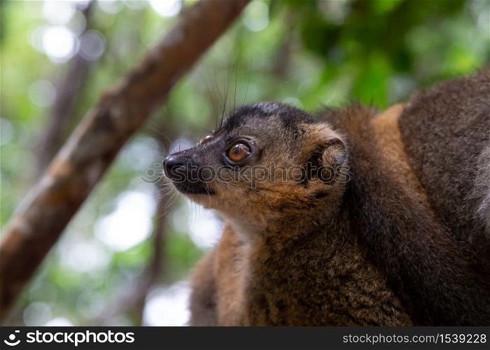 The portrait of a red lemur in its natural environment. A portrait of a red lemur in its natural environment