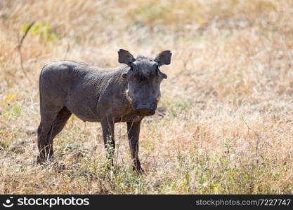 The portrait of a warthog in the middle of a grass landscape. A portrait of a warthog in the middle of a grass landscape