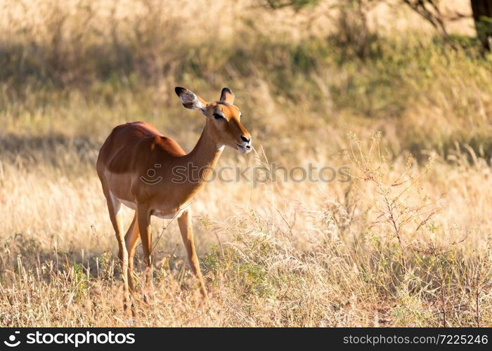 The portrait of an Impala antelope in the savannah of Kenya. A portrait of an Impala antelope in the savannah of Kenya