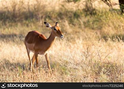 The portrait of an Impala antelope in the savannah of Kenya. A portrait of an Impala antelope in the savannah of Kenya