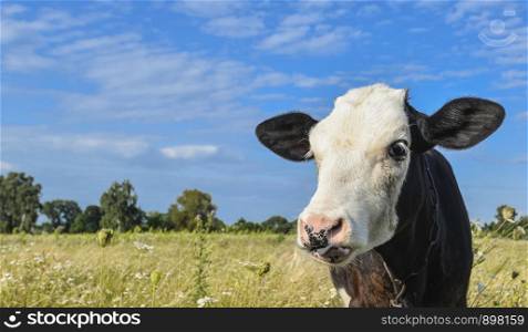 The portrait of cow muzzle and copy space. The portrait of cow on the background of blue sky and field. Farm animal.. The portrait of cow muzzle.