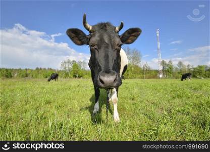 The portrait of cow on grazing on a field. Young black and white calf staring at the camera. Curious amusing cow with funny big snout and natural background